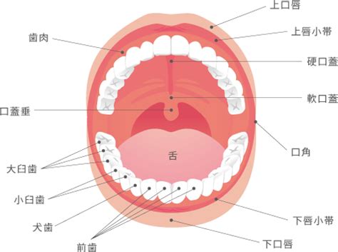 口角 場所|1.口腔内の構造 